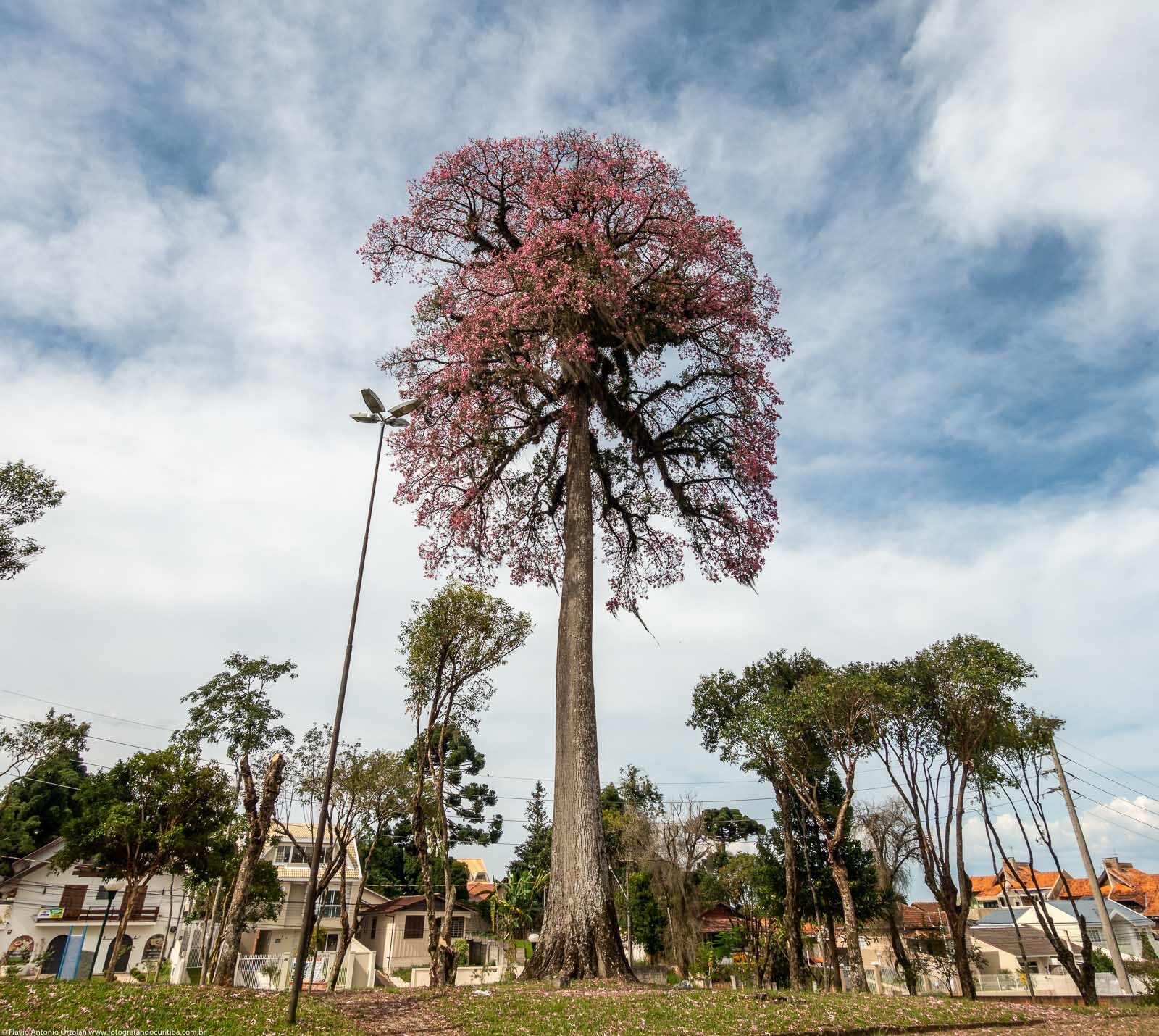 Praça Werner Gross - 2019