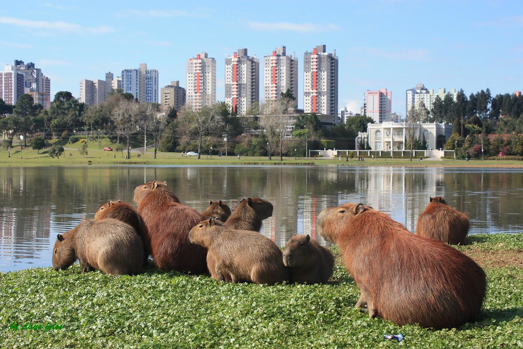 As capivaras do Barigui