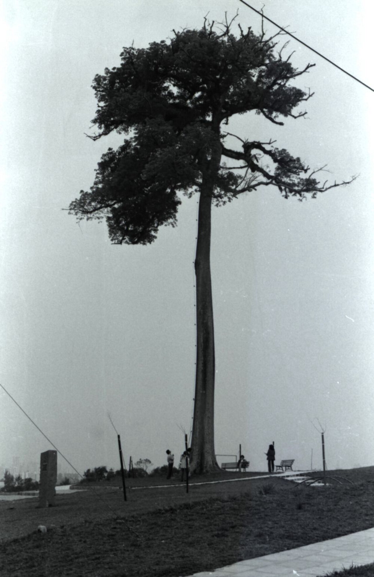 Paineira da praça Werner Gross - 1974 